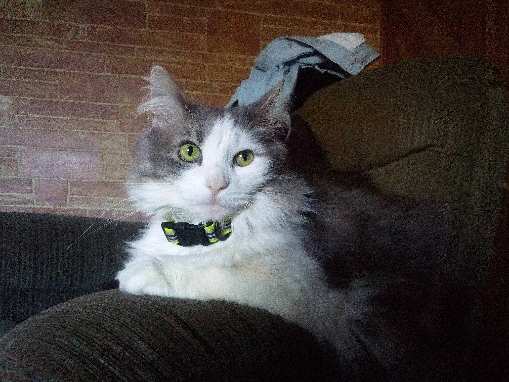 Chloe joined the competition — help win amazing prizes! box, carnivore, cat, claw, comfort, couch, domestic_short_haired_cat, eye, felidae, fur, head, paw, small_to_medium_sized_cats, snout, tail, terrestrial_animal, whiskers, wood