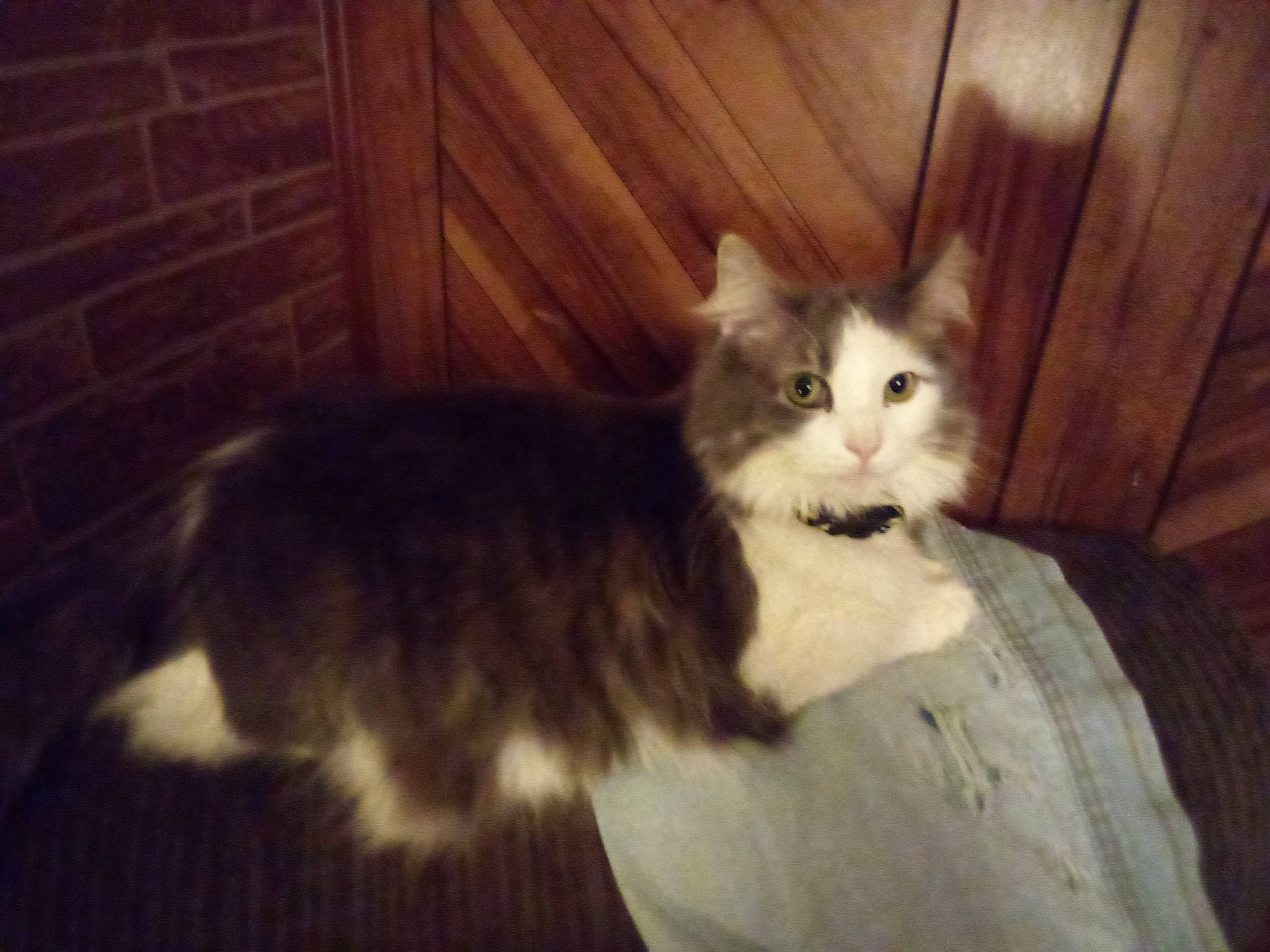 Chloe is registered to the contest to win money with this photo: british_longhair, carnivore, cat, claw, comfort, fawn, felidae, fur, hardwood, paw, small_to_medium_sized_cats, snout, tail, terrestrial_animal, whiskers, wood, wood_stain