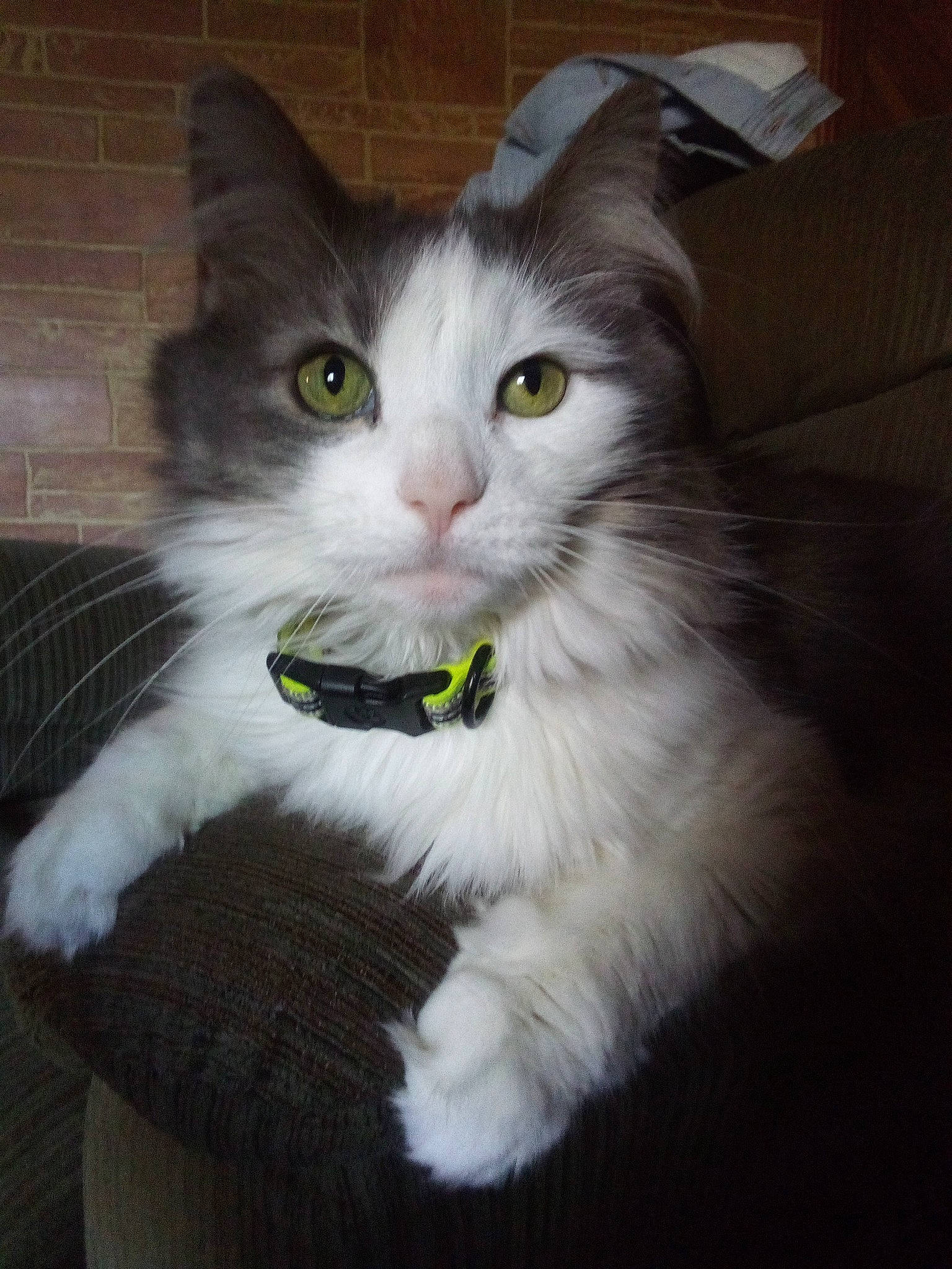 Chloe joined the competition — help win amazing prizes! carnivore, cat, curious, domestic_short_haired_cat, felidae, fur, iris, paw, small_to_medium_sized_cats, snout, tail, terrestrial_animal, whiskers