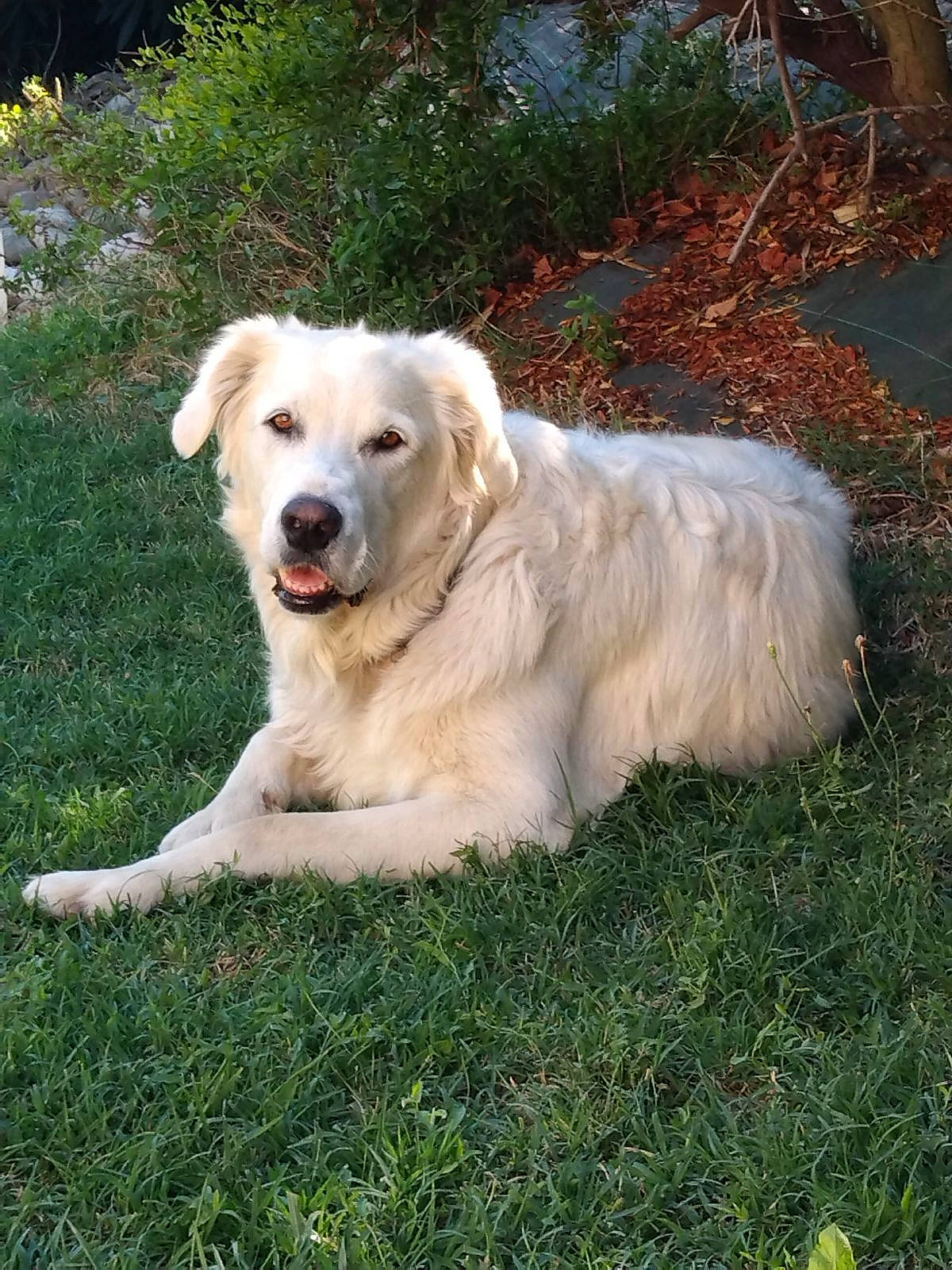 Ako participe au concours pour gagner de l'argent avec cette photo : canidae, carnivore, companion_dog, dog, dog_breed, grass, gun_dog, livestock_guardian_dog, plant, polish_tatra_sheepdog, sporting_group, tree, working_dog