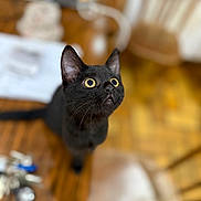 Bavette participe au concours pour gagner de l'argent avec cette photo : black_cat, cat, pet, animal, indoor, wooden_floor, chair, table, blurred_background, wide_eyes, curious, looking_up, feline, whiskers, ears, domestic_cat, close_up, brown, cozy, home