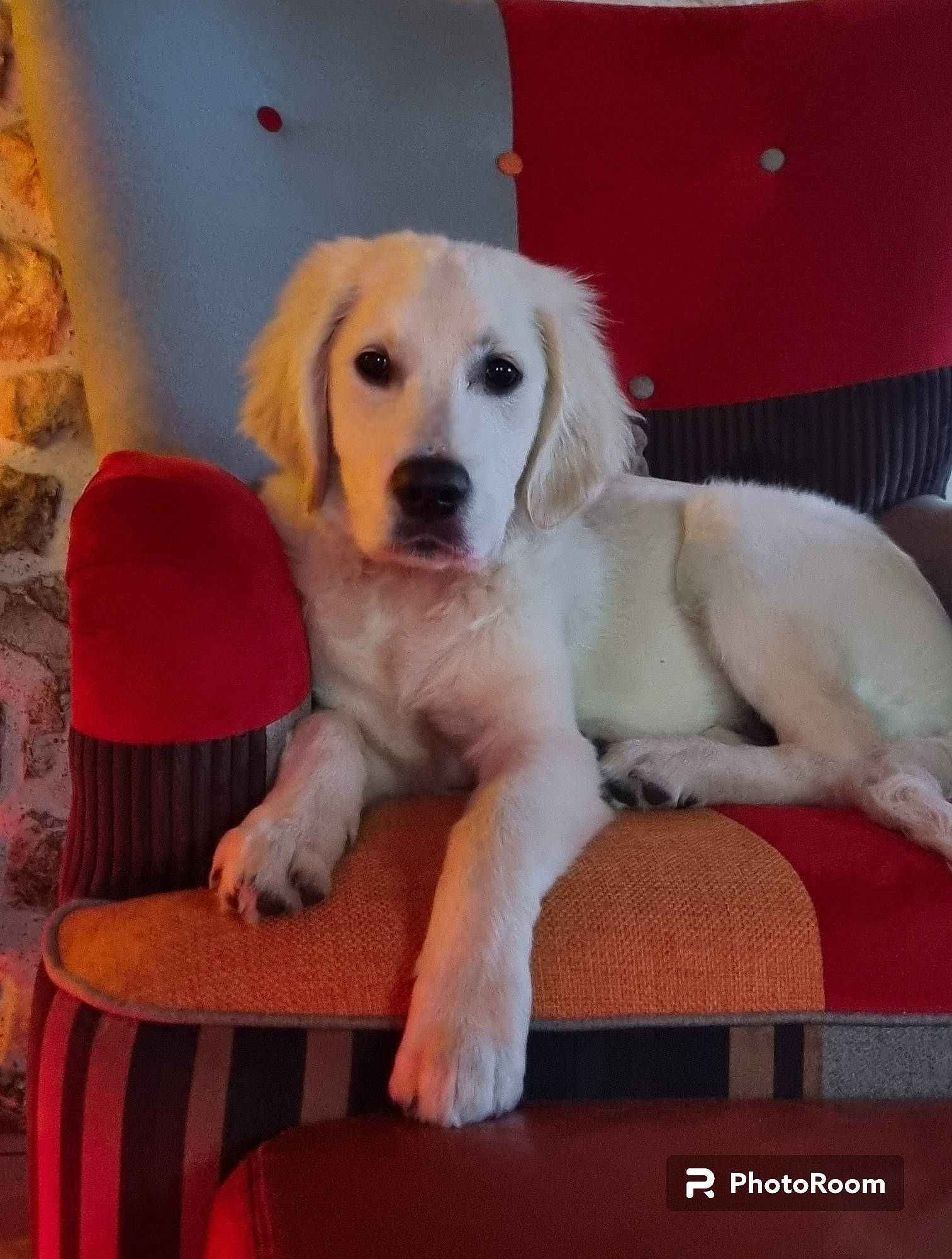 Ulio participe au concours pour gagner de l'argent avec cette photo : canidae, carnivore, chair, comfort, companion_dog, couch, dog, dog_breed, dog_supply, fawn, flooring, fur, furniture, gun_dog, hardwood, paw, pet_supply, snout, sporting_group, wood