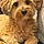 Cooper