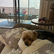Beau joined the competition — help win amazing prizes! dog, blanket, quilt, couch, indoor, sleeping, pet, fur, small_dog, table, lamp, window, glass_door, patio, rug, decor, bird_decorations, pillow, relaxing, home