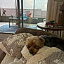 dog, blanket, quilt, couch, indoor, sleeping, pet, fur, small_dog, table, lamp, window, glass_door, patio, rug, decor, bird_decorations, pillow, relaxing, home