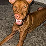 dog, brown_dog, ears, teeth, furry_rug, indoor, pet, animal, canine, closeup, fangs, snout, muzzle, fur, alert, domestic_animal, playful, resting, expression, paw