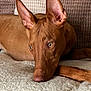Chilli is registered to the contest to win money with this photo: dog, brown_dog, pet, animal, ears, closeup, resting, blanket, cozy, indoor, fur, portrait, canine, eyes, snout, nose, texture, comfortable, relaxed, couch