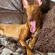 Chilli joined the competition — help win amazing prizes! animal, brown_coat, canine, comfortable, couch, cozy, dog, ears_up, fluffy_blanket, furniture, home, indoor, laying_down, paw, pet, pillow, relaxing, tongue, tongue_out, yawning