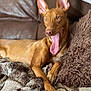 dog, canine, pet, tongue_out, yawning, brown_coat, fluffy_blanket, pillow, couch, indoor, relaxing, laying_down, ears_up, paw, comfortable, home, furniture, cozy, animal, tongue