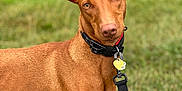 Chilli joined the competition — help win amazing prizes! dog, animal, pet, outdoor, grass, collar, leash, ears, brown, canine, nature, water, portrait, alert, cute, mammal, friendly, young, summer, daytime