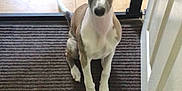 Gracie is registered to the contest to win money with this photo: dog, doorway, mat, indoor, pet, animal, ears, waiting, curious, floor, tile, carpet, white, brown, small_dog, looking_up, sitting, home, cute, domestic