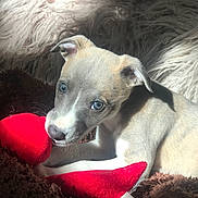 Gracie joined the competition — help win amazing prizes! puppy, dog, blue_eyes, red_toy, blanket, brown_blanket, cozy, sunlight, soft_texture, pet, animal, cute, relaxing, indoor, fur, whiskers, playful, young_dog, resting, closeup