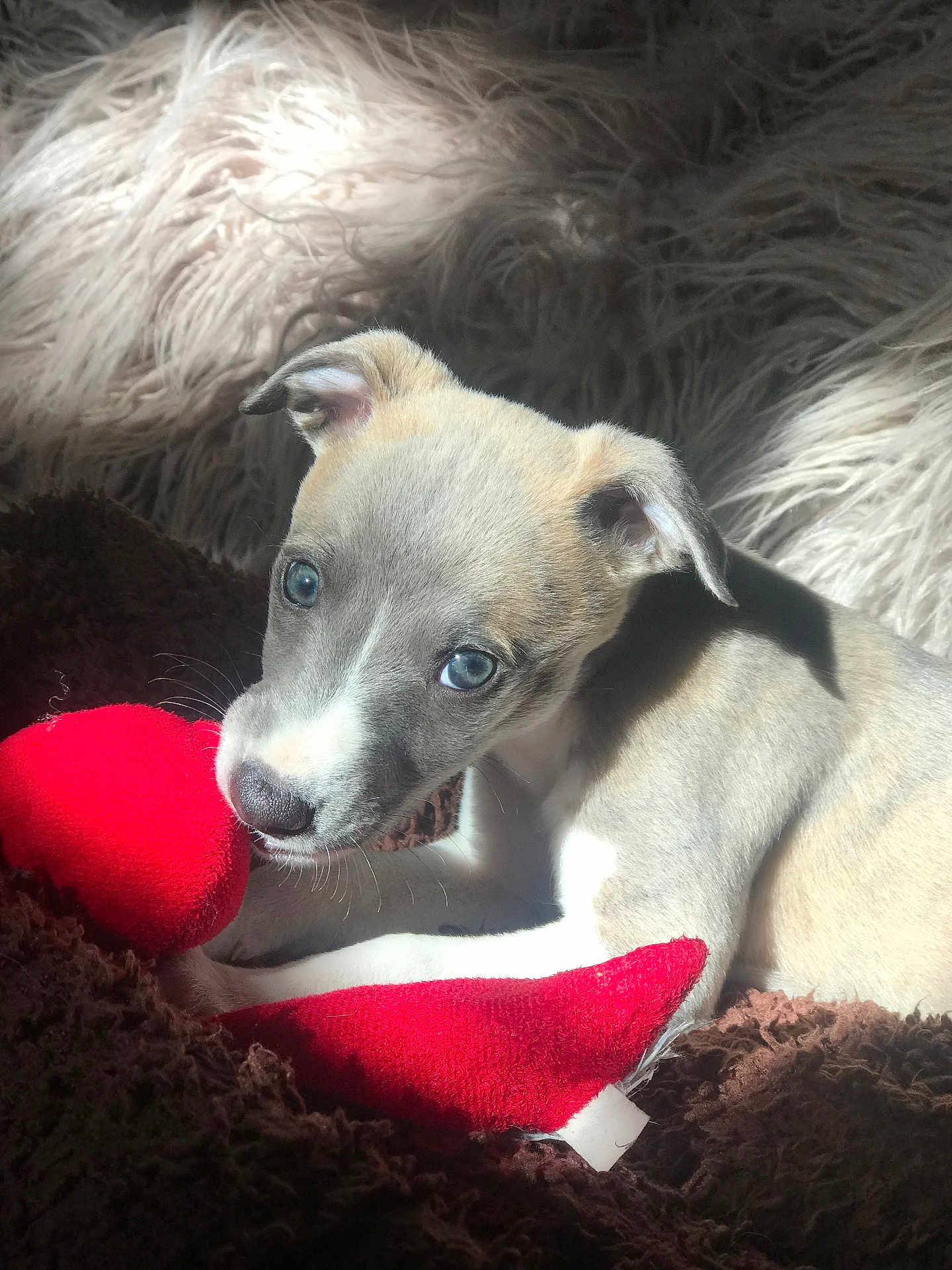 Gracie joined the competition — help win amazing prizes! puppy, dog, blue_eyes, red_toy, blanket, brown_blanket, cozy, sunlight, soft_texture, pet, animal, cute, relaxing, indoor, fur, whiskers, playful, young_dog, resting, closeup