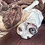 Gracie joined the competition — help win amazing prizes! dog, canine, pet, lying_down, upside_down, blanket, pillow, brown, white, relaxed, cozy, indoor, fur, nose, mouth, sleepy, comfort, resting, animal, cute
