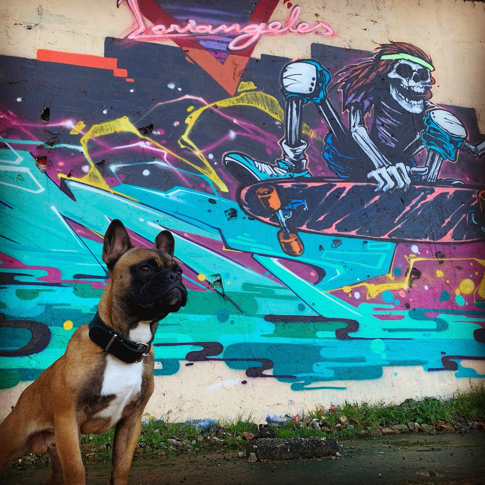 Ranger participe au concours pour gagner de l'argent avec cette photo : art, art_paint, canidae, carnivore, collar, dog, dog_breed, dog_collar, graffiti, illustration, magenta, mural, paint, painting, pet_supply, purple, snout, street_art, visual_arts, whiskers