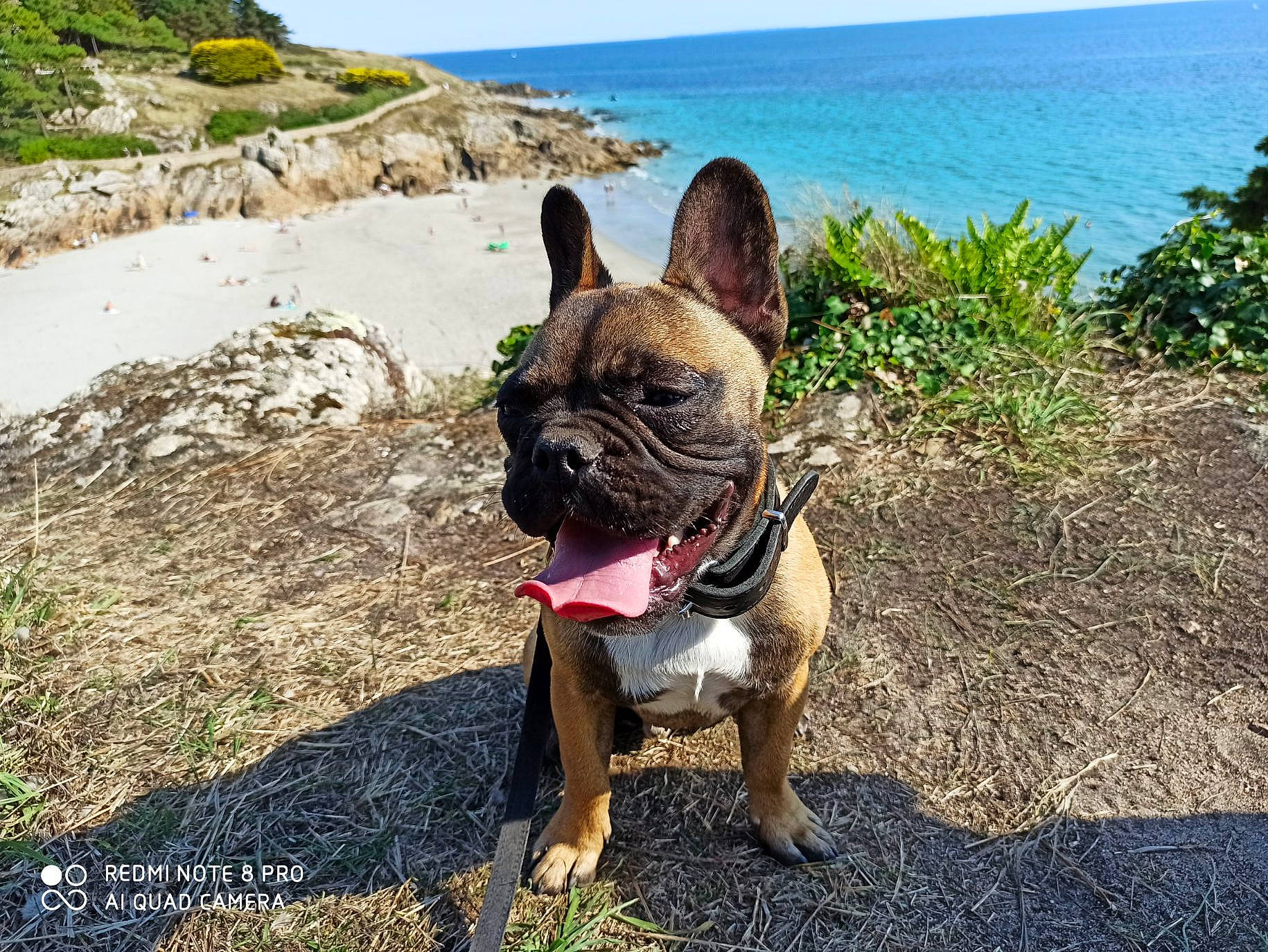 Ranger a rejoint le concours — aidez-le/la à gagner de superbes lots ! bay, beach, bulldog, carnivore, coast, coastal_and_oceanic_landforms, collar, dog, dog_breed, dog_collar, fawn, french_bulldog, mammal, ocean, sand, sea, shore, snout, tropics, working_animal