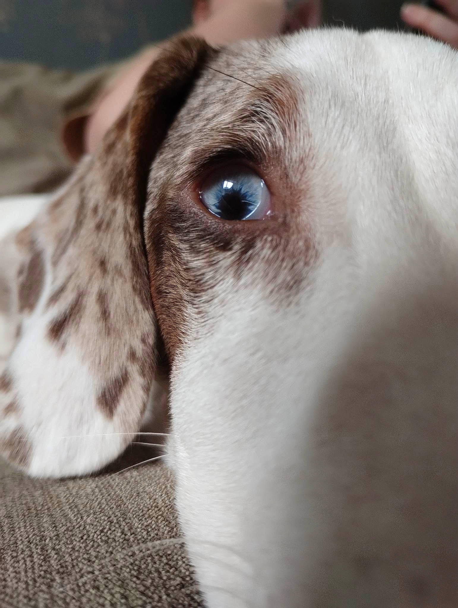 Beany joined the competition — help win amazing prizes! canidae, carnivore, companion_dog, dog, dog_breed, ear, fur, gun_dog, hunting_dog, liver, scent_hound, snout, sporting_group, terrestrial_animal, whiskers