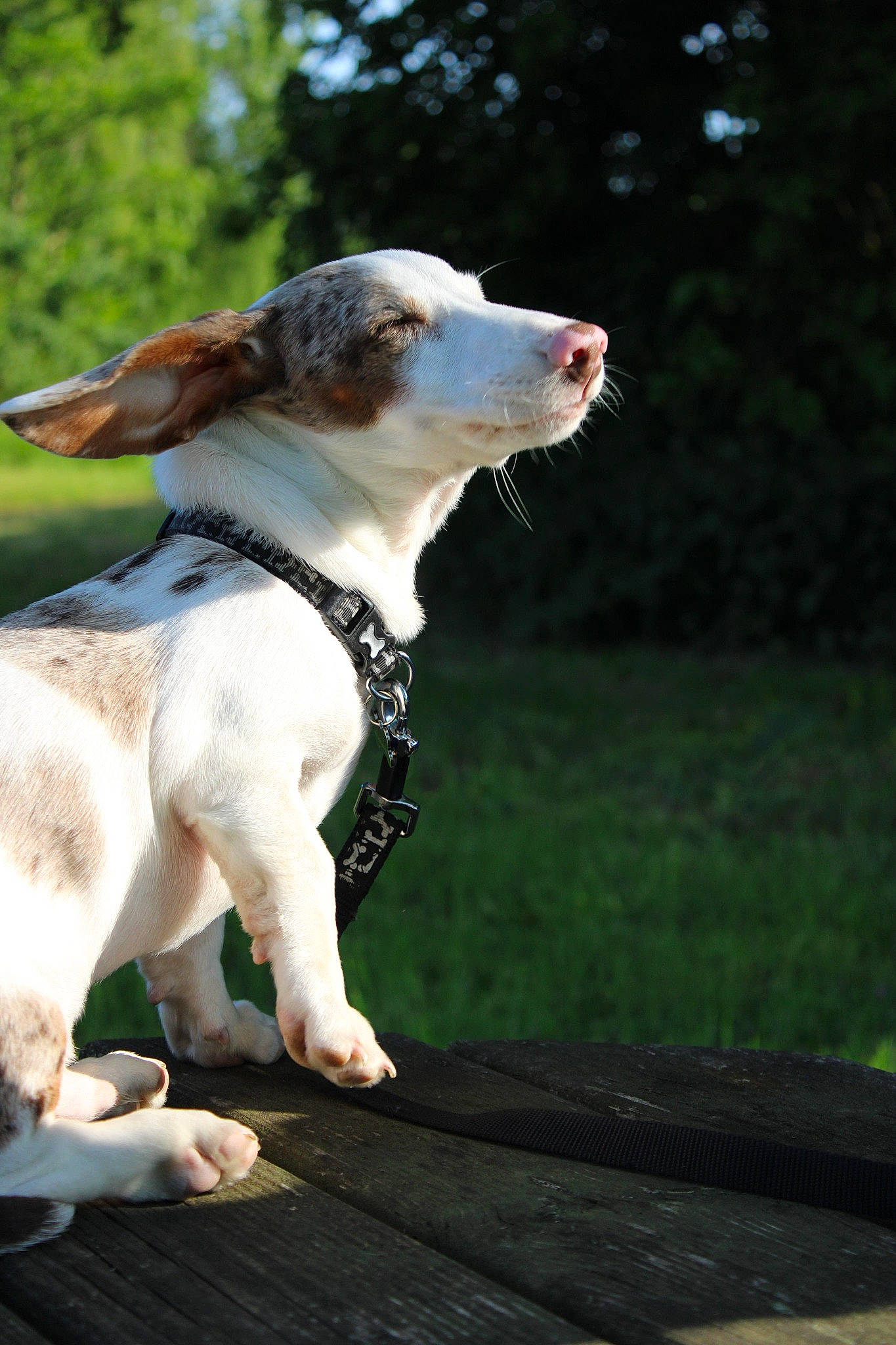 Beany joined the competition — help win amazing prizes! canidae, carnivore, collar, companion_dog, dog, dog_breed, dog_collar, fashion_accessory, fawn, flash_photography, grass, happy, leash, plant, snout, sporting_group, tail, tree, whiskers, working_animal