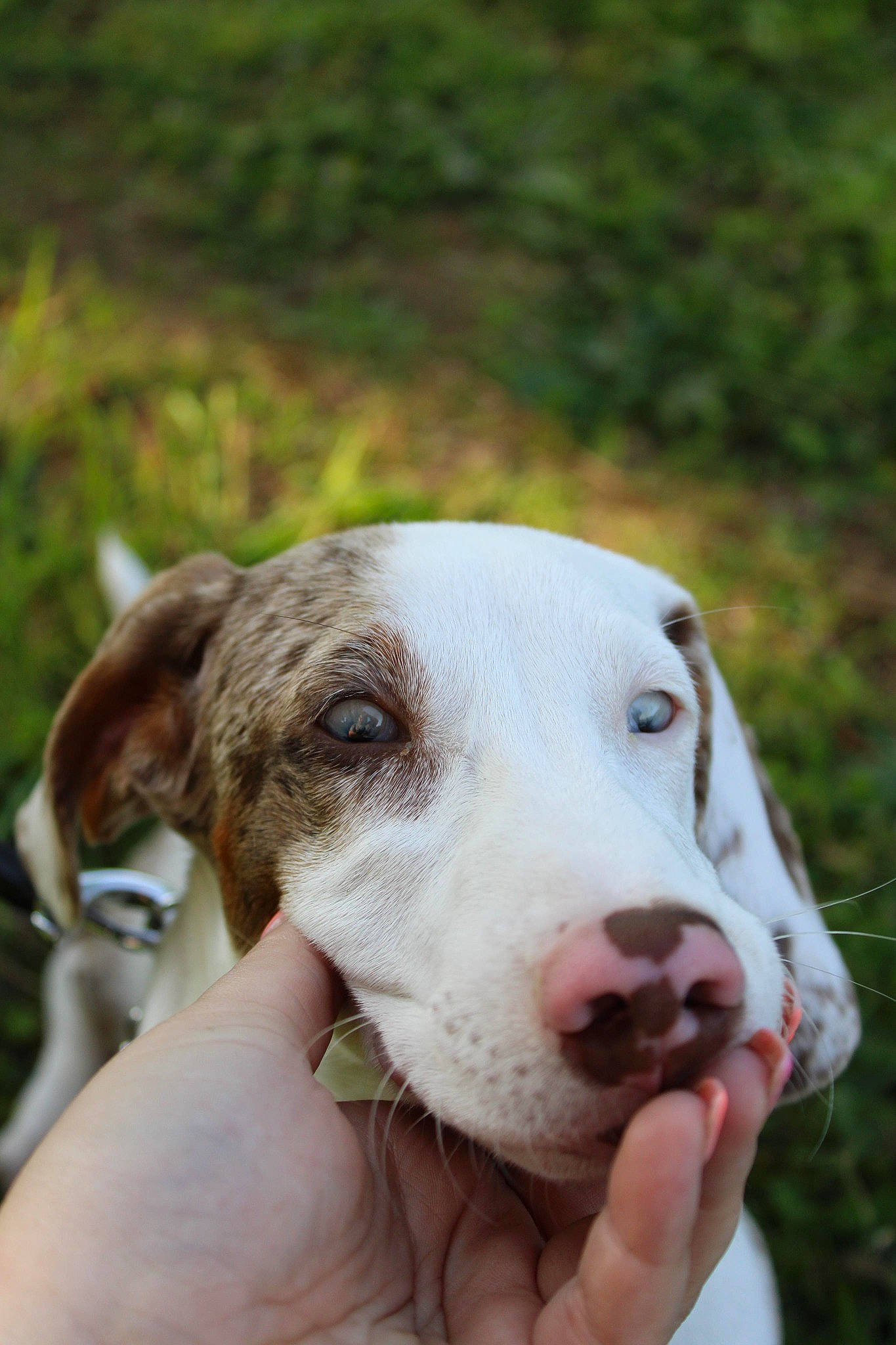 Beany is registered to the contest to win money with this photo: canidae, carnivore, collar, companion_dog, dog, dog_breed, fawn, grass, hunting_dog, non_sporting_group, snout, sporting_group, terrestrial_animal, whiskers, working_animal