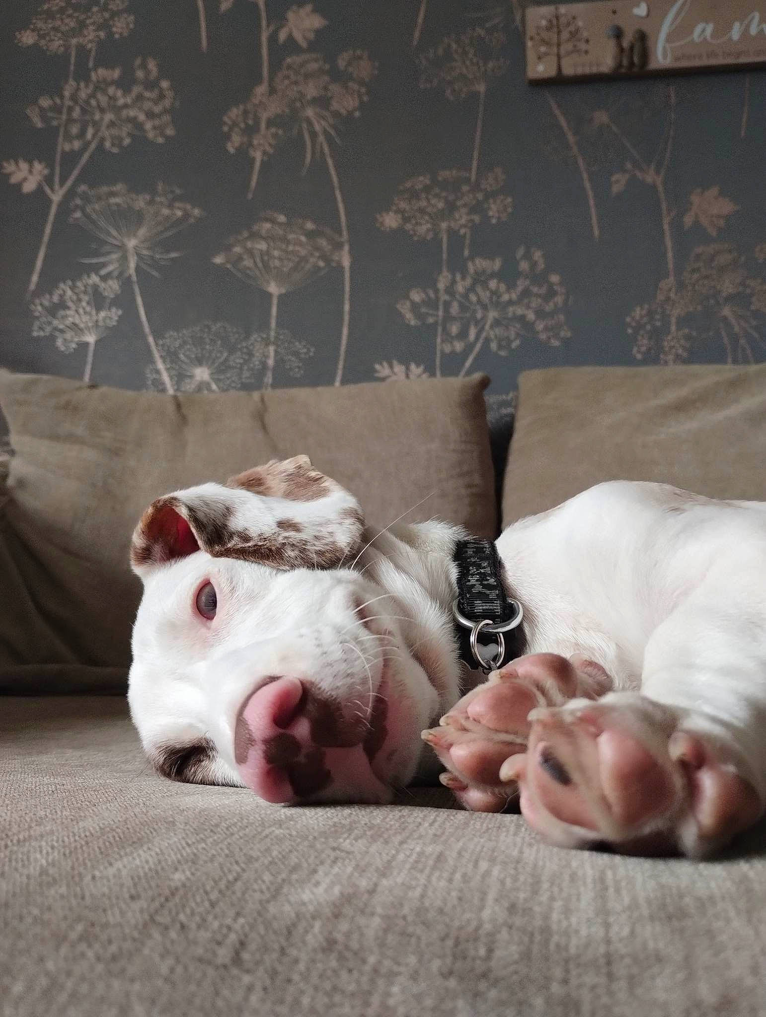 Beany joined the competition — help win amazing prizes! bed_sheet, bedding, canidae, carnivore, comfort, companion_dog, couch, dog, dog_breed, fawn, fur, human_leg, linens, paw, room, snout, sporting_group, tableware, terrestrial_animal, whiskers