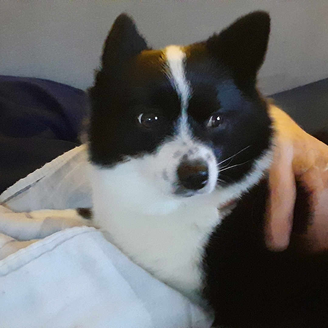 Tokyo a rejoint le concours — aidez-le/la à gagner de superbes lots ! animal, black_and_white, blanket, close_up, comfort, companion, couch, cozy, dog, domestic, friendship, fur, hand, human_hand, indoor, pet, relaxing, resting, snuggling, warmth