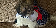 Bailey joined the competition — help win amazing prizes! anchors, animal, brown, costume, couch, cute, dog, fabric, fluffy, fur, indoors, navy_blue, outdoor, pet_clothing, puppy, red_bow, sitting, small_dog, texture, white
