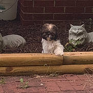 Bailey is registered to the contest to win money with this photo: animal, brick_wall, curious, cute, decor, dog, fluffy, garden, mulch, nature, outdoor, pet, plant, playful, puppy, small_dog, statue, stone_cat_statue, wooden_border, yard