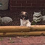 animal, brick_wall, curious, cute, decor, dog, fluffy, garden, mulch, nature, outdoor, pet, plant, playful, puppy, small_dog, statue, stone_cat_statue, wooden_border, yard
