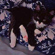 Mikey is registered to the contest to win money with this photo: cat, kitten, black_and_white, pet, animal, paw, pink_paw_pads, blanket, blue_blanket, floral_pattern, cozy, indoor, cute, resting, fur, whiskers, ears, lying_down, curious, soft