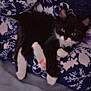 cat, kitten, black_and_white, pet, animal, paw, pink_paw_pads, blanket, blue_blanket, floral_pattern, cozy, indoor, cute, resting, fur, whiskers, ears, lying_down, curious, soft