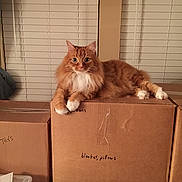 Max joined the competition — help win amazing prizes! animal_shelter, carnivoran, cat, cat_like_mammal, fauna, fur, kitten, small_to_medium_sized_cats, whiskers, wood