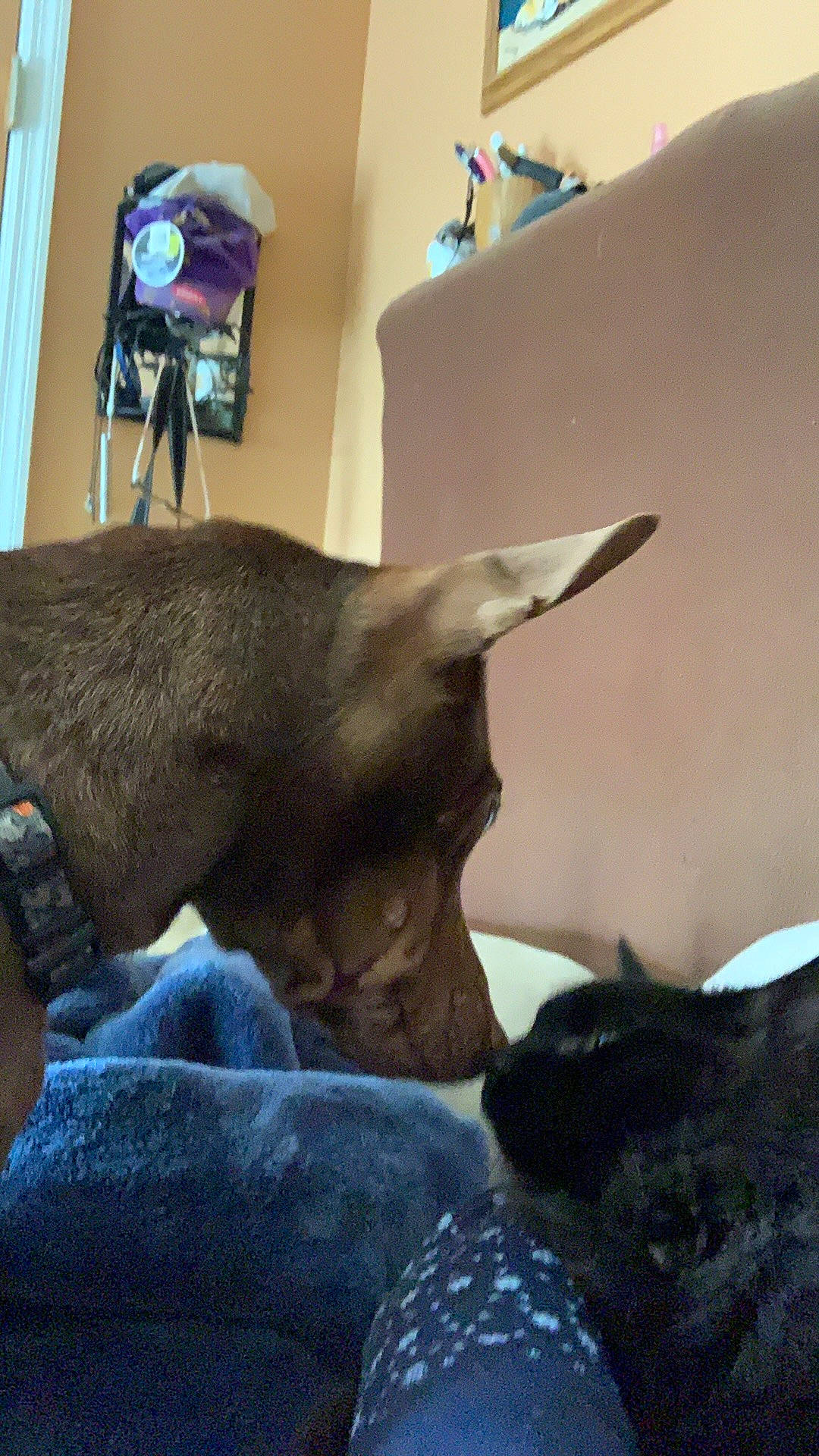 Sebastian joined the competition — help win amazing prizes! canidae, carnivore, comfort, companion_dog, dog, dog_breed, ear, east_european_shepherd, fawn, felidae, fur, german_shepherd_dog, guard_dog, nap, small_to_medium_sized_cats, snout, sporting_group, whiskers, working_animal, working_dog