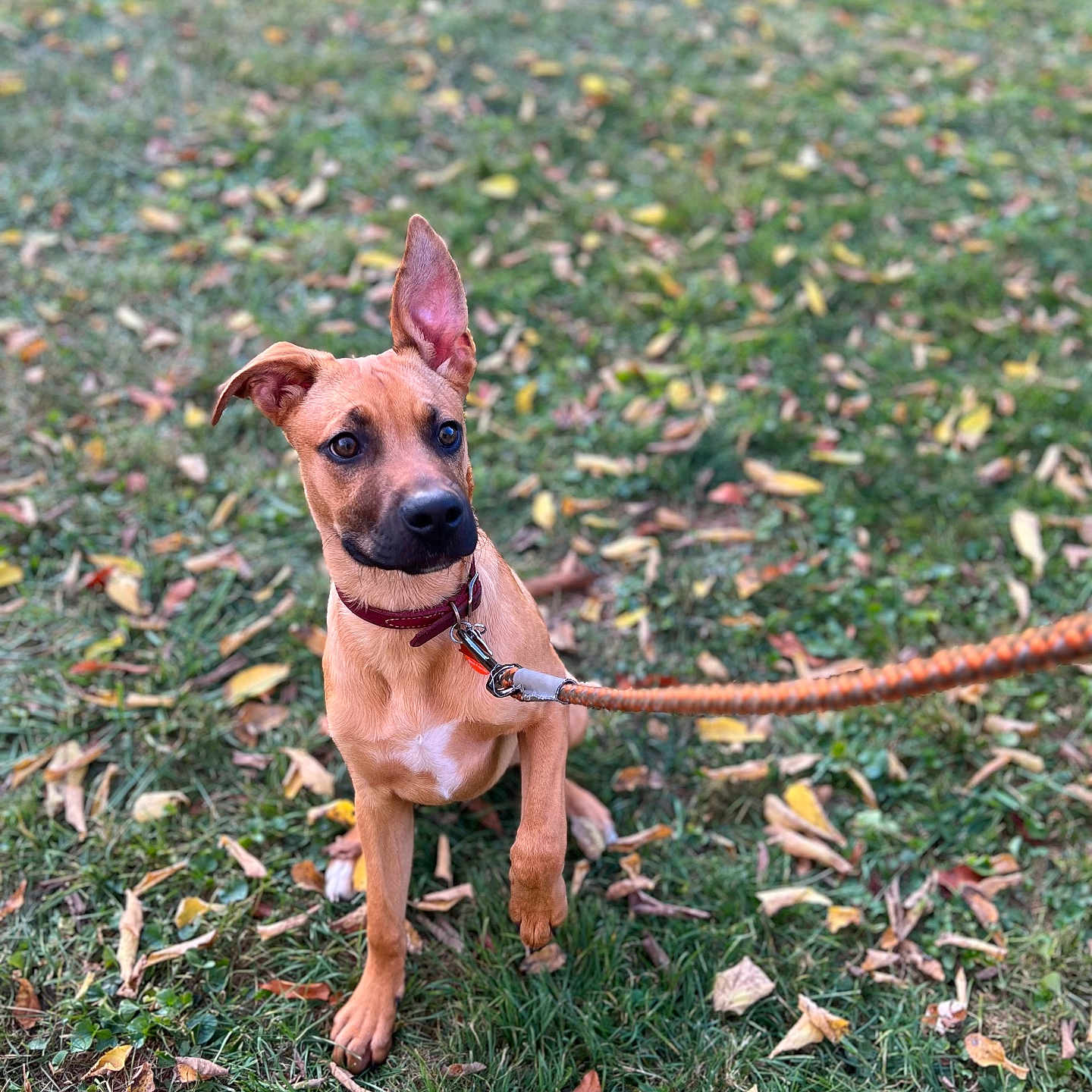 Apollo is registered to the contest to win money with this photo: alert, animal, autumn_leaves, brown_dog, canine, collar, cute, dog, grass, leash, nature, one_ear_down, one_ear_up, outdoor, park, pet, playful, puppy, sitting, young_dog