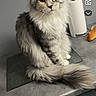 Alyna a rejoint le concours — aidez-le/la à gagner de superbes lots ! cat, fluffy, kitchen_counter, paper_towel_roll, grey_wall, domestic_animal, pet, sitting, long_fur, indoor, feline, looking_at_camera, table, household_item, closeup, domestic_setting, snapshot, messaging_app, screen_capture, animal