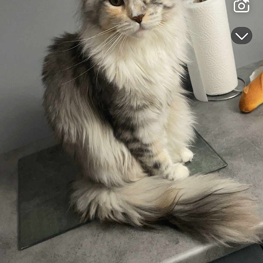 Alyna a rejoint le concours — aidez-le/la à gagner de superbes lots ! cat, fluffy, kitchen_counter, paper_towel_roll, grey_wall, domestic_animal, pet, sitting, long_fur, indoor, feline, looking_at_camera, table, household_item, closeup, domestic_setting, snapshot, messaging_app, screen_capture, animal