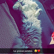 Alyna participe au concours pour gagner de l'argent avec cette photo : cat, fluffy, sleeping, couch, blanket, indoor, pet, relaxed, furniture, home, tail, paw, closeup, cozy, animal, resting, cute, domestic, fur, snacktext