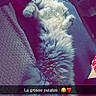 cat, fluffy, sleeping, couch, blanket, indoor, pet, relaxed, furniture, home, tail, paw, closeup, cozy, animal, resting, cute, domestic, fur, snacktext