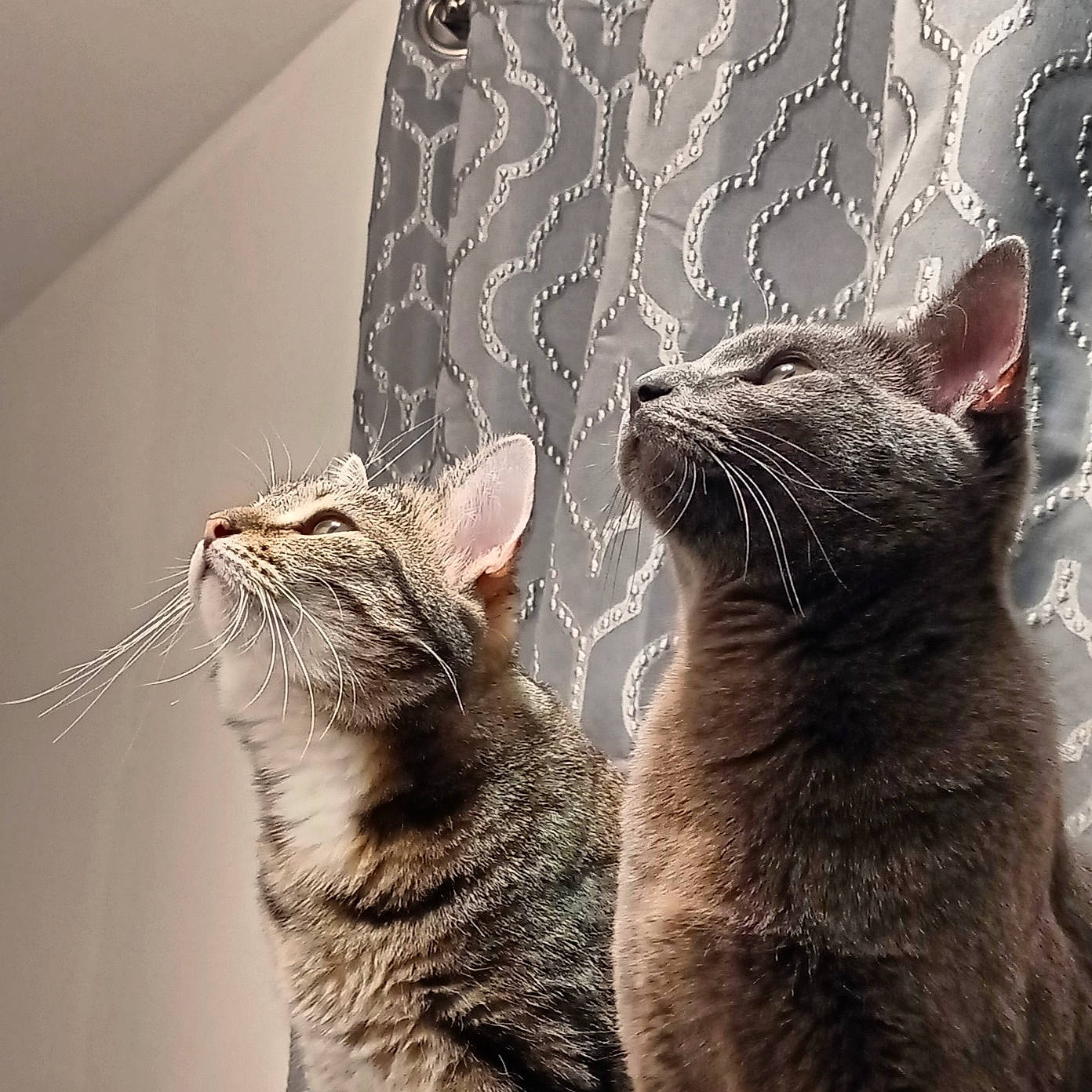 Cookie Et Biscuit participe au concours pour gagner de l'argent avec cette photo : carnivore, cat, claw, comfort, domestic_short_haired_cat, felidae, foot, fur, grey, organism, paw, sitting, small_to_medium_sized_cats, snout, tail, terrestrial_animal, whiskers, wildlife, window