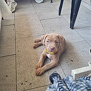 Nala a rejoint le concours — aidez-le/la à gagner de superbes lots ! balcony, bench, blanket, casual, chair, clothing, curious, cushion, dog, floor, indoor, pet, porch, puppy, resting, shoe, table, tile_floor, yellow_collar, young_dog