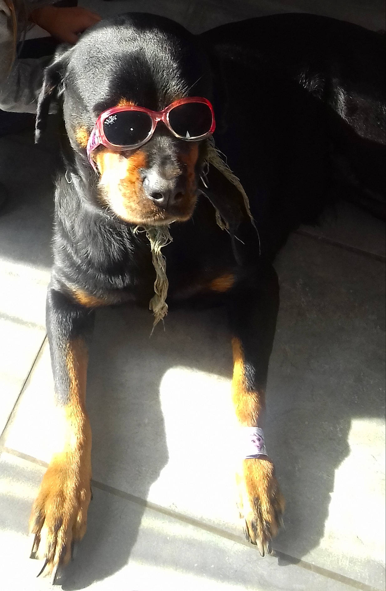 Shayna participe au concours pour gagner de l'argent avec cette photo : canidae, carnivore, companion_dog, dog, dog_breed, german_pinscher, miniature_pinscher, rottweiler, snout, sporting_group, working_dog