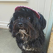 Choupette participe au concours pour gagner de l'argent avec cette photo : accessories, affenpinscher, animal, canine, cockerspaniel, dog, pet, poodle, puppy, terrier