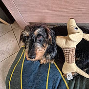 Reika participe au concours pour gagner de l'argent avec cette photo : dog, plush_toy, cushion, striped_pattern, indoor, tile_floor, black_fur, brown_fur, pet, comfort, resting, looking_up, stuffed_animal, fabric, cozy, cute, animal, companion, home, relaxing