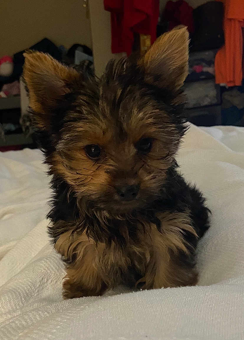 Archie