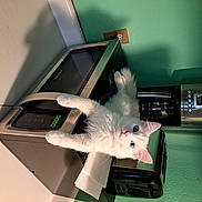 Sebastian joined the competition — help win amazing prizes! box, companion_dog, computer_component, electronic_instrument, felidae, fur, gadget, machine, room, small_to_medium_sized_cats, tail, television_set, toy, whiskers, wing