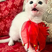 Ariel joined the competition — help win amazing prizes! angora, animal, cat, computer, computerhardware, cushion, electronics, envelope, hardware, homedecor, kitten, mail, manx, monitor, pc, person, pet, plush, screen, siamese