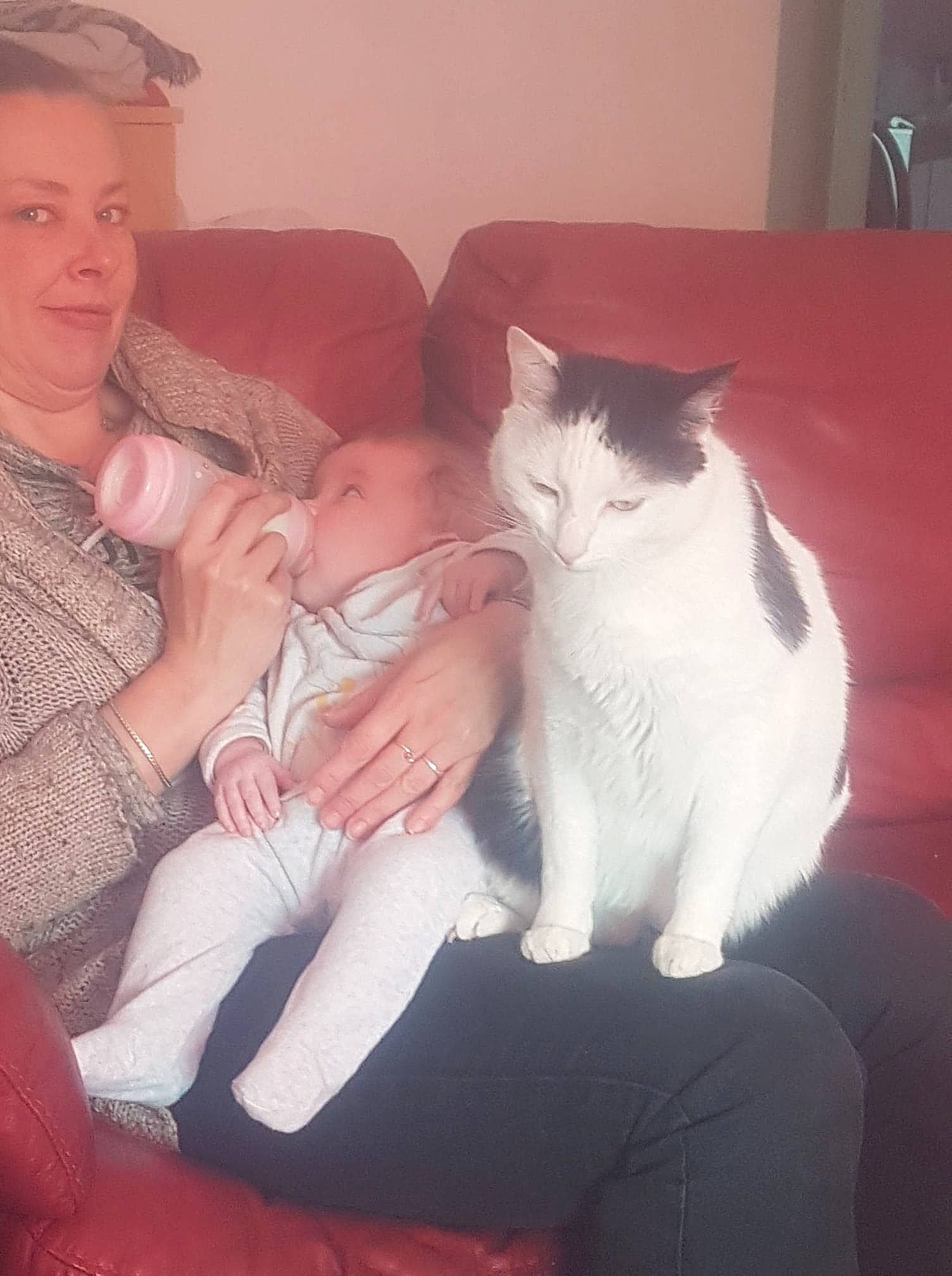 Didi a rejoint le concours — aidez-le/la à gagner de superbes lots ! carnivore, cat, felidae, fur, kitten, lap, leg, polydactyl_cat, small_to_medium_sized_cats, whiskers