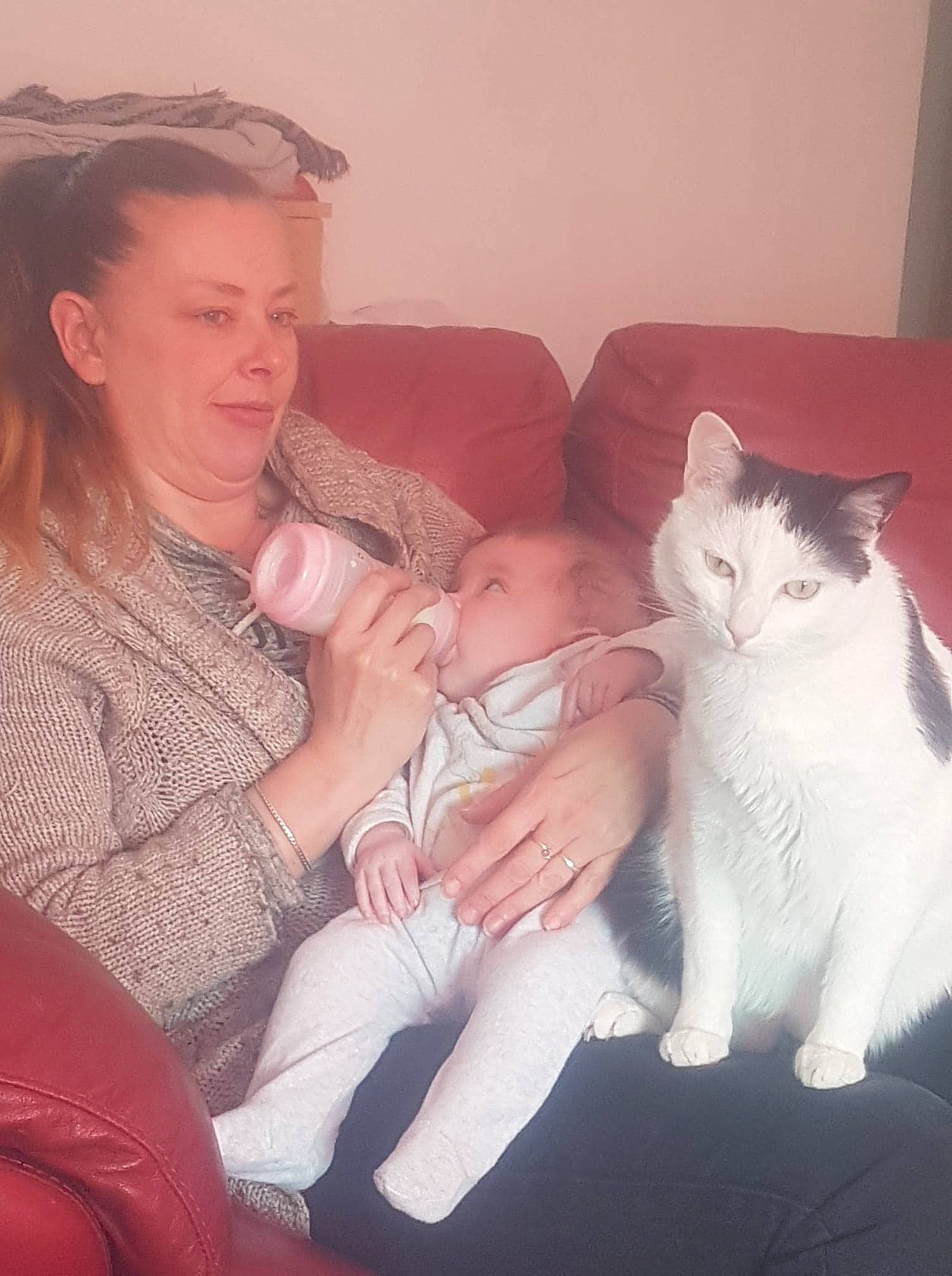 Didi a rejoint le concours — aidez-le/la à gagner de superbes lots ! carnivore, cat, domestic_short_haired_cat, ear, eye, felidae, fur, lap, nose, ragdoll, skin, small_to_medium_sized_cats, turkish_van, whiskers