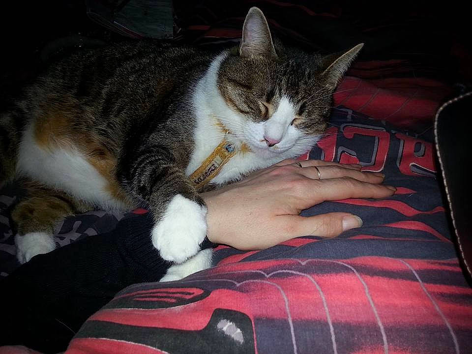 Ulysse participe au concours pour gagner de l'argent avec cette photo : aegean_cat, american_wirehair, asian, carnivore, cat, domestic_short_haired_cat, european_shorthair, eye, felidae, fur, kitten, lap, leg, nap, paw, polydactyl_cat, small_to_medium_sized_cats, tabby_cat, whiskers