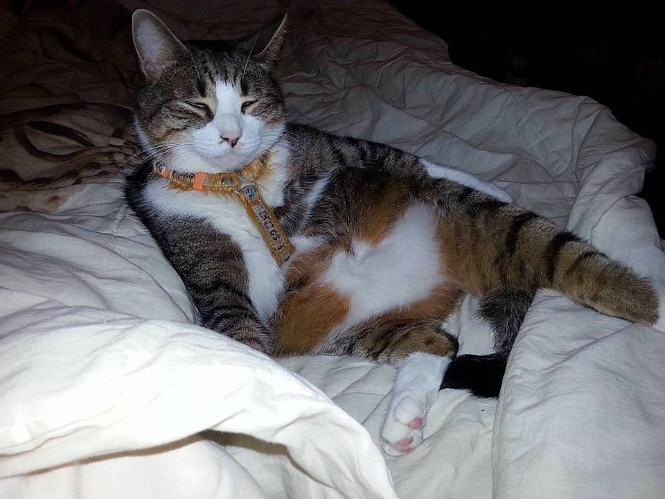 Ulysse a rejoint le concours — aidez-le/la à gagner de superbes lots ! aegean_cat, american_shorthair, american_wirehair, carnivore, cat, domestic_short_haired_cat, dragon_li, european_shorthair, felidae, fur, kitten, nap, norwegian_forest_cat, small_to_medium_sized_cats, tabby_cat, tail, whiskers