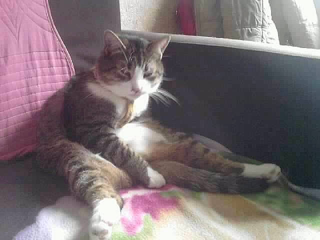 Ulysse participe au concours pour gagner de l'argent avec cette photo : american_wirehair, carnivore, cat, domestic_short_haired_cat, european_shorthair, felidae, kitten, mammal, polydactyl_cat, small_to_medium_sized_cats, tabby_cat, tail, whiskers